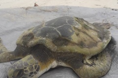  Equipe da PM resgata tartaruga marinha ameaçada de extinção em Paranaguá (PR) 