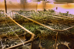 BOPE apreende mais de 1,2 mil pés de maconha nos bairros Barreirinha e Portão, em Curitiba