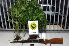 No Norte do estado, PM aborda homem e acaba apreendendo pés de maconha e espingarda