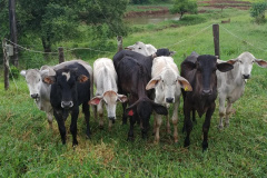 PM recupera animais furtados de áreas rurais em São Jorge D´Oeste, no Sudoeste do estado