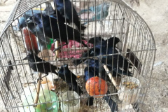 BPAmb-FV apreende mais de 130 aves silvestres após denúncia anônima no Oeste do estado