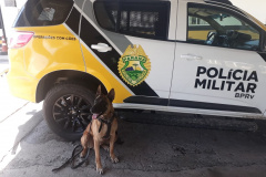 Equipe Canil da Polícia Rodoviária Estadual apreende maconha em duas abordagens no Litoral