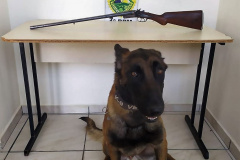  Em Ponta Grossa (PR), PM prende espingarda com ajuda de cão de faro