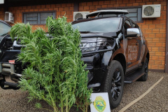  BPFron apreende plantas de maconha em Marechal Cândido Rondon (PR) 