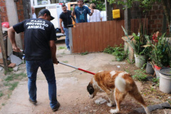 PCPR resgata cães e autua homem por maus-tratos em Curitiba