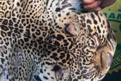 Polícia Ambiental apreende couro de uma Onça-Pintada e aplica multa de R$ 5 mil em Umuarama (PR)