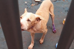 BPAmb-FV resgata dois cães abandonados em um terreno em Foz do Iguaçu, no Oeste do estado