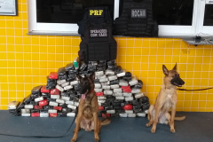 Em apoio à PRF, Canil da PM encontra mais de 158 quilos de cocaína em caminhão bitrem no Noroeste do estado