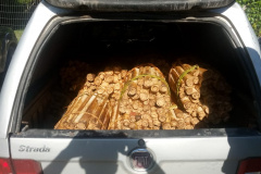  Polícia Ambiental prende homem que transportava Palmito in natura no Litoral do estado 