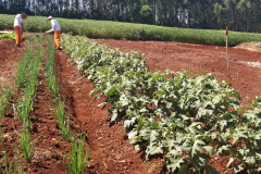  Penitenciária de Cascavel ganha horta orgânica