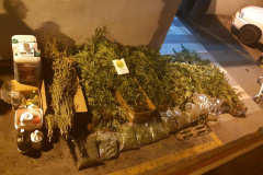 PM descobre plantio de maconha e apreende mais de 280 mudas em barracão em São José dos Pinhais (PR), na RMC