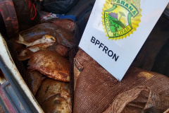  BPFron prende cinco pessoas e apreende quase 100 quilos de peixe roubado no Oeste do estado 