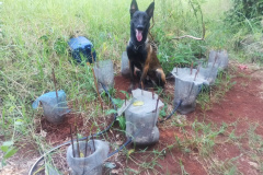  No Noroeste do estado, PM apreende sete pés de maconha após denúncia 