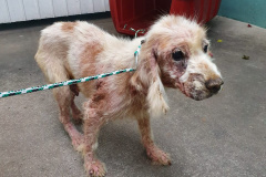 PCPR resgata mais de 80 cães em situação de maus-tratos em Bocaiúva do Sul