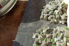 PM apreende 50 quilos de Skank e prende quatro homens em situações distintas no Noroeste do estado