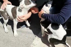 PCPR recupera cães furtados de empresa da RMC