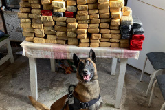 Polícia Militar cumpre 12 mandados judiciais contra o tráfico de drogas no litoral