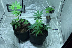  PCPR apreende 850 pontos de LSD e pés de ervas na RMC 