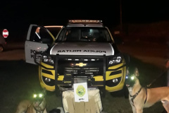 Cães de faro do BPRv localizam 16 quilos de maconha em ônibus de viagem no Norte do estado
