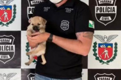 Polícia Civil investiga suspeita de vender cães como se fossem da raça Pug  