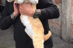 Polícia Civil resgata gato que foi submetido a “fumar” maconha em Curitiba