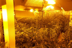 Laboratório para produção de maconha é descoberto pelo BOPE em chácara na RMC; cerca de 500 vasos com a planta são apreendidos