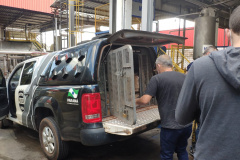  PCPR incinera uma tonelada de maconha em Cruzeiro do Oeste