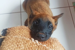 Canil do BOPE distribui filhotes para canis de unidades do Interior do estado