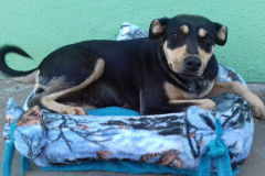 Penitenciária Feminina de Foz reaproveita materiais para confeccionar sacolas e camas para animais abandonados