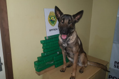 Mais de 25 quilos de maconha são apreendidos pelo BPFron no Oeste do estado