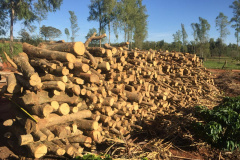 Polícia Ambiental flagra desmatamento e aplica R$ 9,7 mil em multas em Altônia (PR)