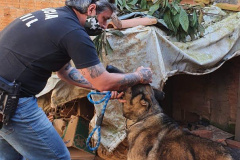 Polícia Civil resgata quatro cães da raça pastor alemão e autua tutor por maus-tratos em Curitiba