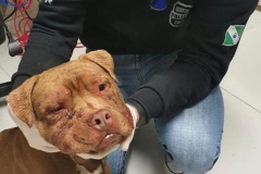 Polícia Civil autua médica veterinária por maus-tratos a Pitbulls