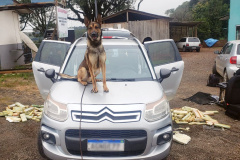 PCPR apreende 60 quilos de maconha e prende suspeito de tráfico em Marmeleiro