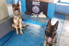 PCPR apreende cocaína escondida em farofa encaminhada a detentos