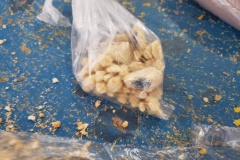 Familiar de preso envia 200 gramas de cocaína misturada à farinha Penitenciária de Francisco Beltrão