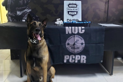 Polícia Civil prende três suspeitos de homicídio ocorrido após festa em motel de Curitiba    