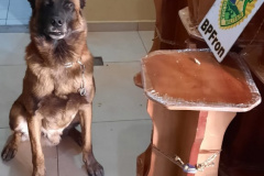 BPFron apreende mais de 42 quilos de maconha em Cascavel (PR) e evita que a droga chegue ao Rio de Janeiro