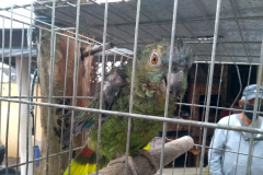 Com Operação Asas Livres, Polícia Ambiental resgata 391 aves silvestres e aplica R$ 390,5 mil em multas no Paraná