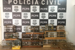 Polícia Civil prende suspeitos de homicídio e apreende aves silvestres em Araucária