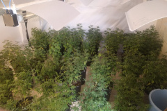 PM apreende 90 pés de maconha e mais de seis quilos prontos para a venda no Butiatuvinha, em Curitiba