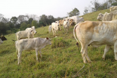 Cerca de 31 cabeças de gado são recuperadas pela PM no centro-oeste do Paraná