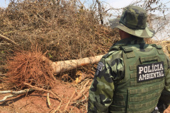 Denúncia leva Polícia Ambiental à aplicar R$ 80 mil em multas por desmatamento em Iporã 