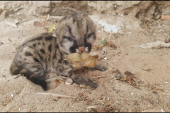 Filhote de Onça Parda é resgatado pela Polícia Ambiental em Loanda