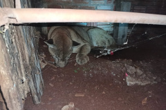 Onça-parda é encontrada em porão de residência em Quedas do Iguaçu (PR)