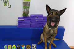 Após denúncia, BPFron e Exército Brasileiro apreendem 20 tabletes de maconha e pacote de murruga no Oeste do estado