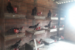  No final de semana, BPAmb-FV apreende arma de fogo, 800 caixas de cigarros contrabandeados e galos de rinha em situações distintas 