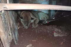  Polícia ambiental prendeu 231 pessoas e resgatou mais de 2 mil aves