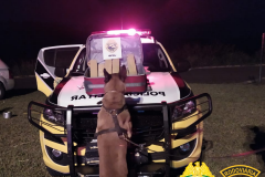 No Norte do estado, Canil do BPRv apreende mais de 15 quilos de maconha em ônibus