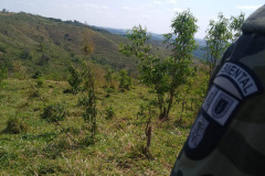 Operação Mata Atlântica em Pé aplica R$ 7,8 milhões em multas